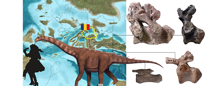 mapa, com desenho de um dinossauro e vertebras caudais