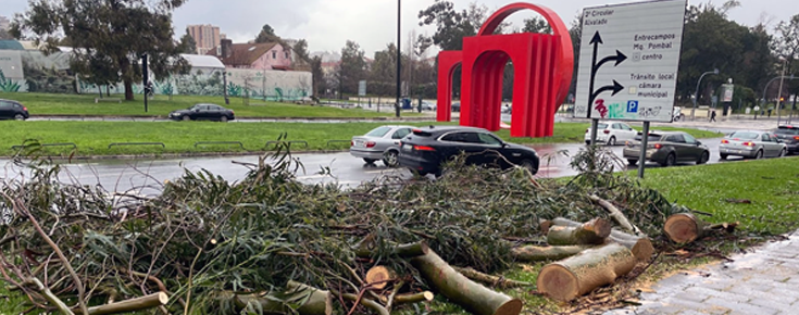 Tempestade e depressão são uma oportunidade de regeneração! árvores caídas na Alameda da Universidade