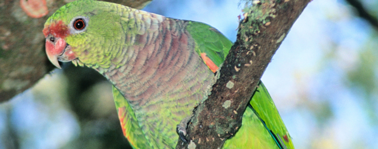 O Papagaio-de-peito-roxo está em risco de extinção