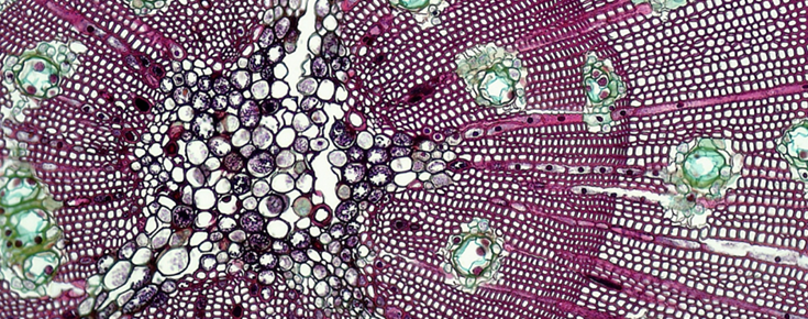 Imagem de natureza microscópica