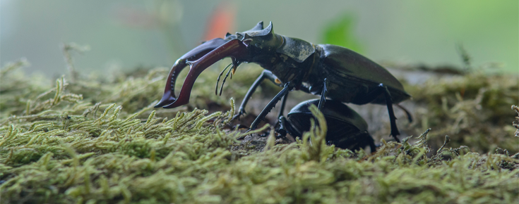 Lucanus cervus macho