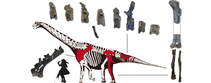 Esqueleto de <i>Oceanotitan dantasi</i> à escala