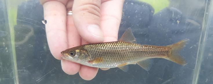 Fotografia de peixe do género Squalius em Portugal 