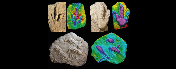 Duas pegadas de dinossáurios carnívoros e marcas interpretadas como rastos de natação de crocodilos, com os respetivos mapas de profundidade