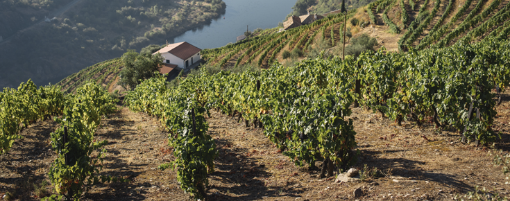 Vinhas Douro, Portugal