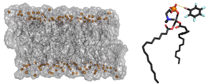 Representação de uma bicamada fosfolipídica usada como modelo de uma membrana celular (à esquerda); representação de uma ligação de halogéneo (a amarelo) efetuada entre um átomo de bromo e um átomo de oxigénio de um fosfolípido (à direita)