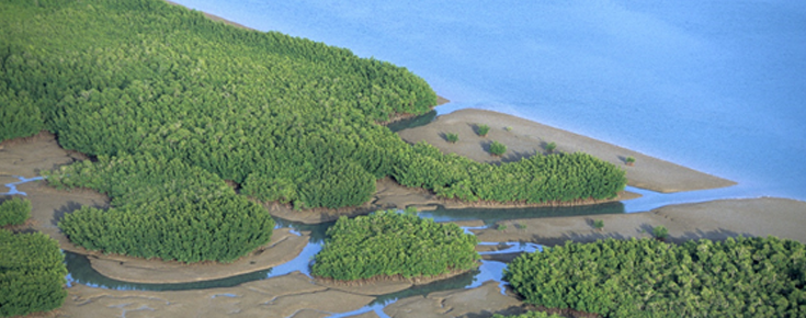 Vista aérea de florestas de mangal no arquipélago dos Bijagós