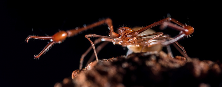 Fotografia de exposição do Museu de História Natural 