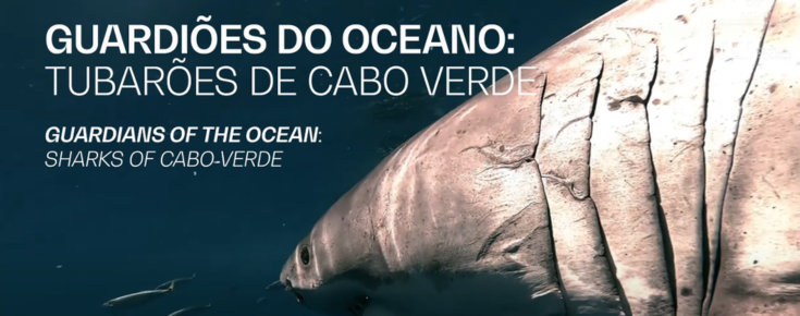 Guardiões do Mar: Tubarões de Cabo Verde Guardiões do Mar: Tubarões de Cabo Verde