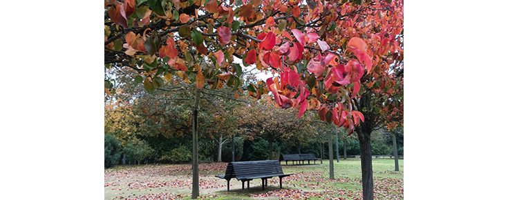 Fotografia de árvores com cores outonais e bancos de jardim