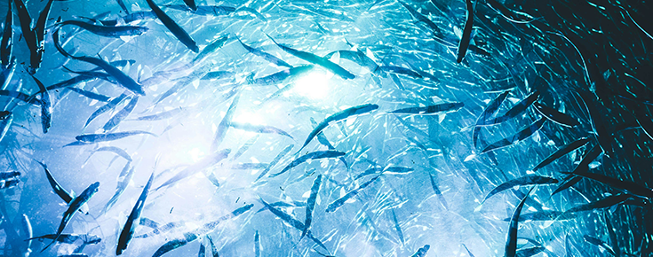 Seminário Doutoral I (Doutoramento em Biologia) "Harnessing the power of natural tags and molecular biomarkers to trace seafood provenance: Sparus aurata gut microbiome" Cardume