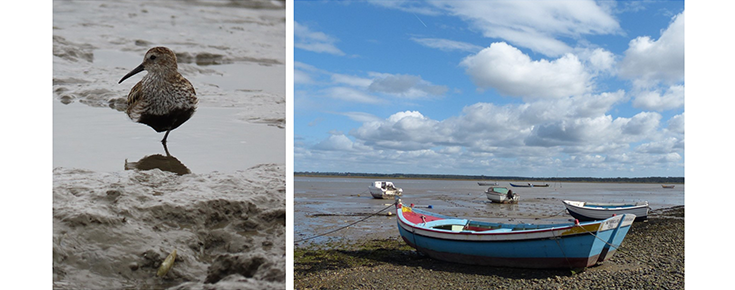 Fotografias do Estuário do Tejo