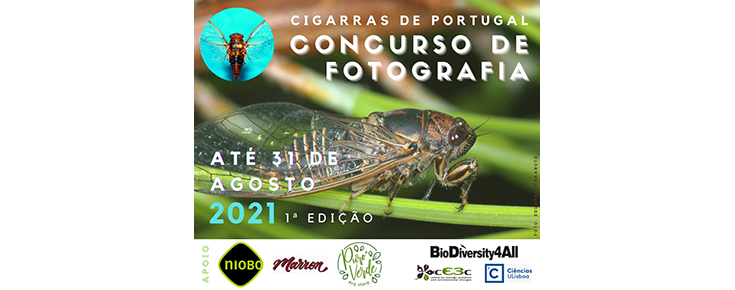 Fotografia de cigarra e informações relacionadas com o concurso