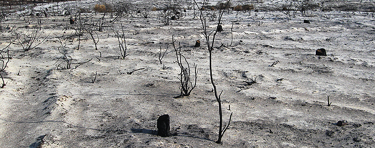 Fotografia de uma floresta após um incêndio