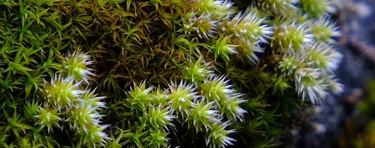 Fotografia de natureza alusiva ao Concurso Conjunto ERA-NET Biodiversa