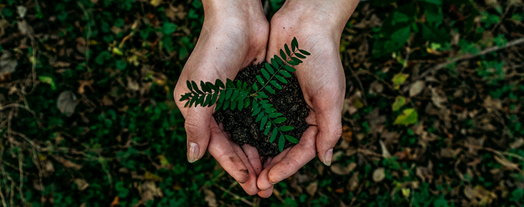 Fotografia de mãos a semear uma planta