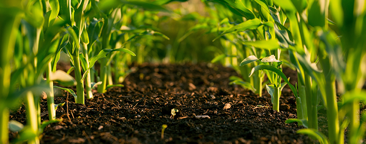 Fotografia representativa de agricultura sustentável