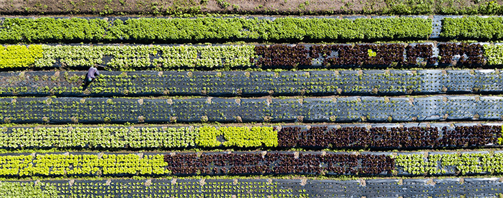 Fotografia de campos agrícolas