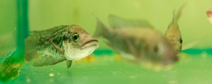 Fotografia de peixes