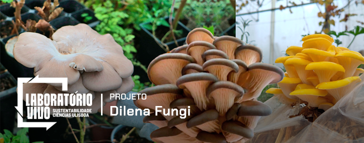 Projeto Dilena Fungi Título do projeto e fotografias de cogumelos