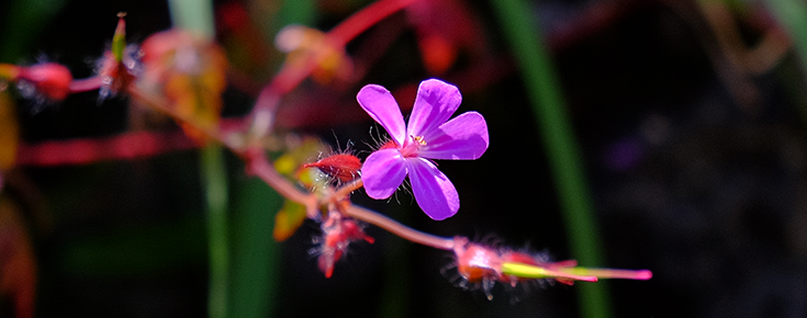 Fotografia de flor