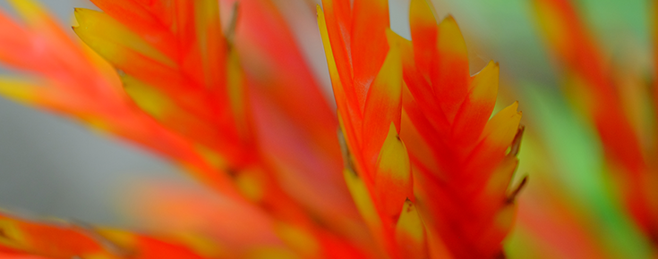 Fotografia de folhas de plantas