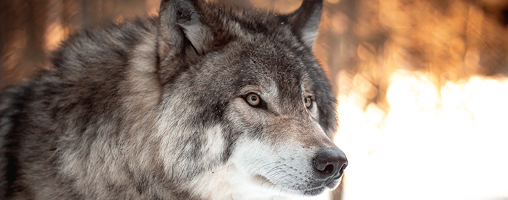 Fotografia de lobo